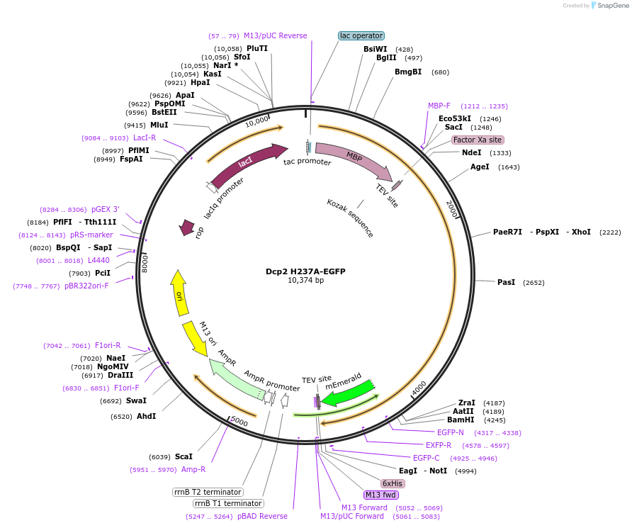 201425-plasmid-map-sequence-id-395176