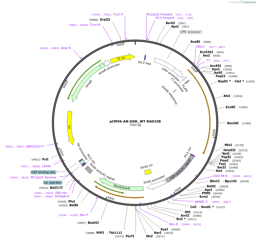 201439-plasmid-map-sequence-id-395177