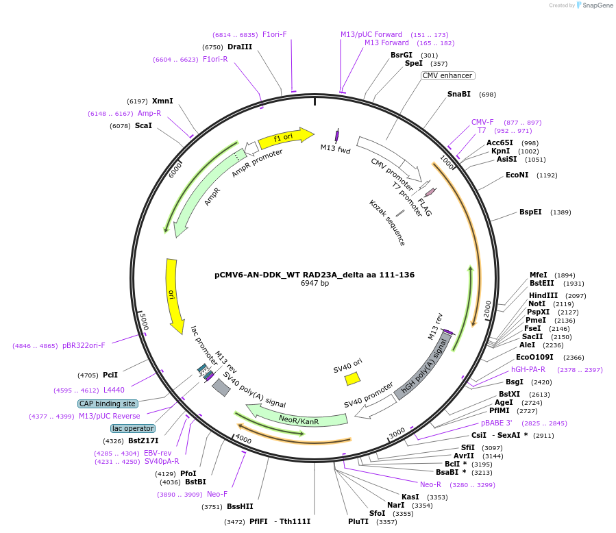 201466-plasmid-map-sequence-id-395178