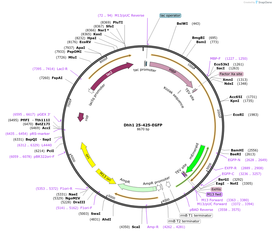 201430-plasmid-map-sequence-id-395179