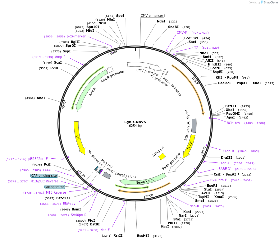 201476-plasmid-map-sequence-id-395186