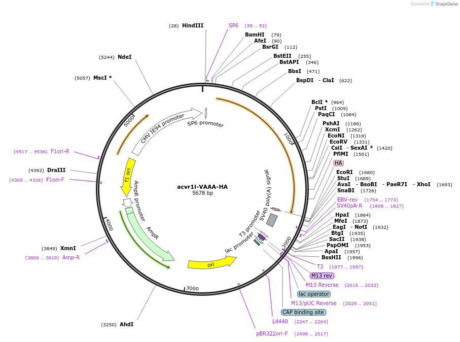 201905-plasmid-map-sequence-id-395195