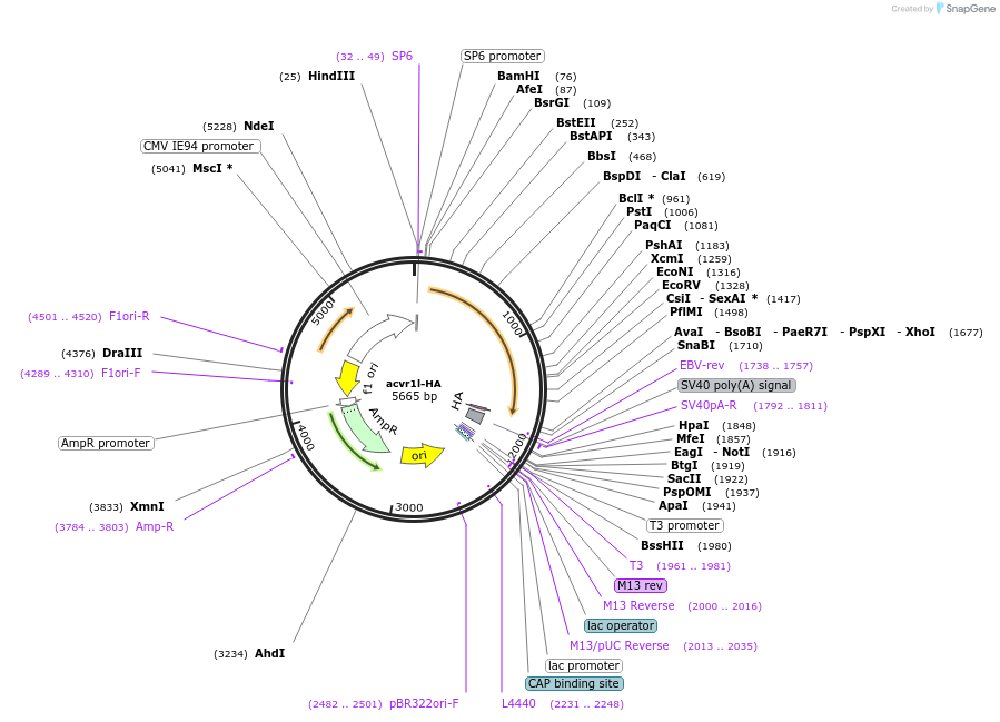 201904-plasmid-map-sequence-id-395196