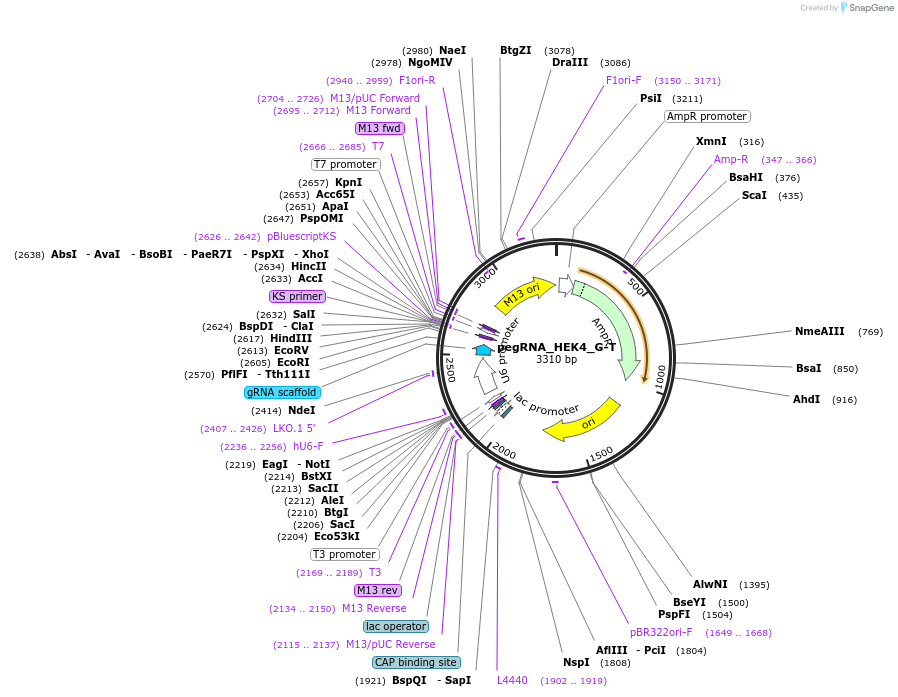 201975-plasmid-map-sequence-id-395200