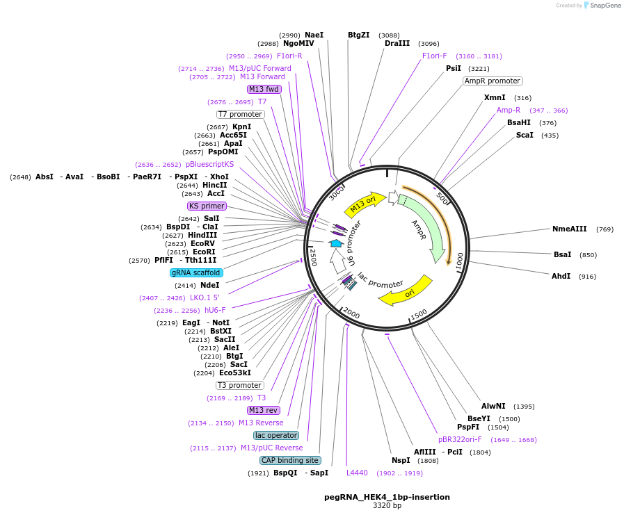 201977-plasmid-map-sequence-id-395201
