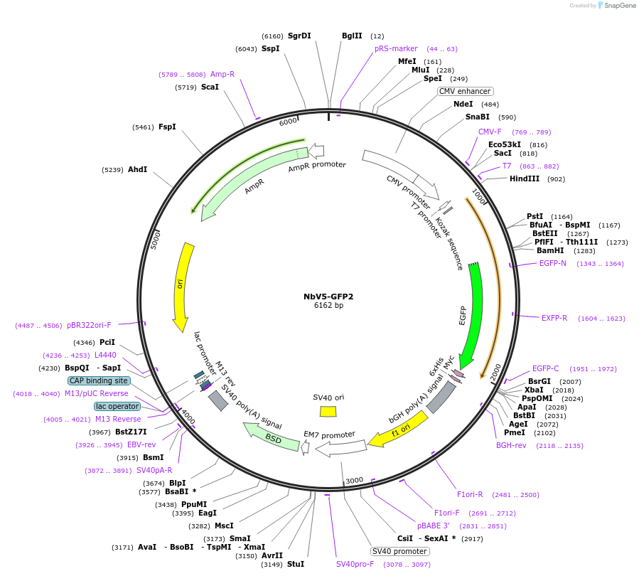 201477-plasmid-map-sequence-id-395224