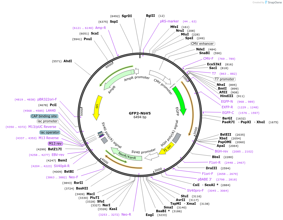 201478-plasmid-map-sequence-id-395230