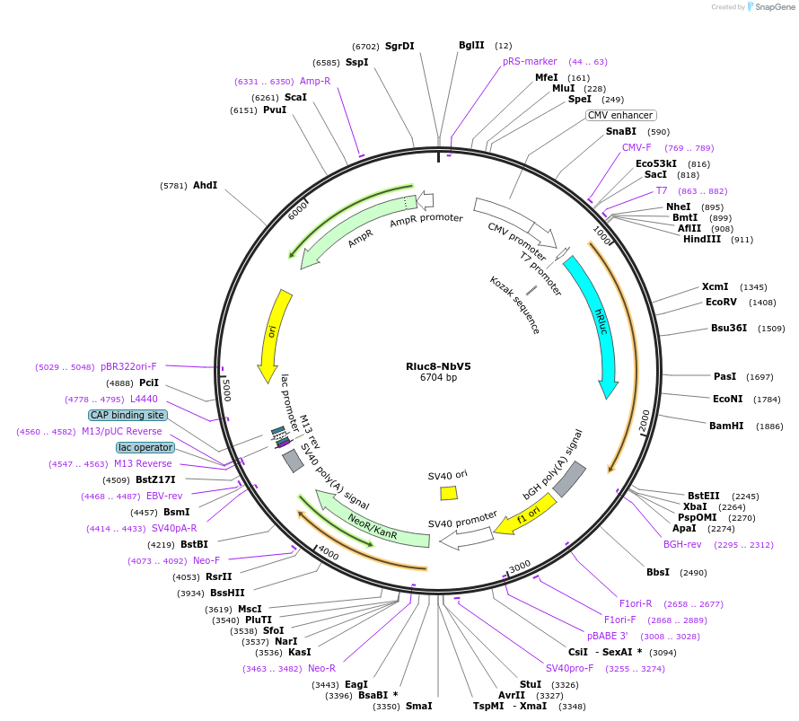 201479-plasmid-map-sequence-id-395239