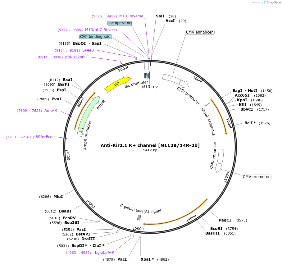 199408-plasmid-map-sequence-id-395250