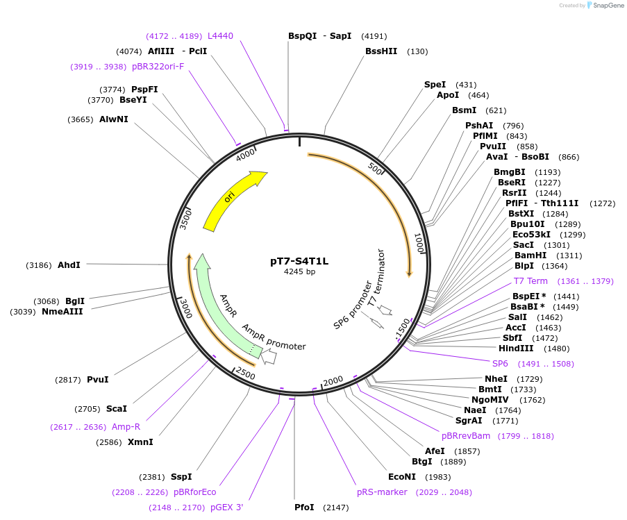 33295-plasmid-map-sequence-id-39527