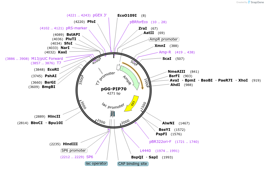 196808-plasmid-map-sequence-id-395302