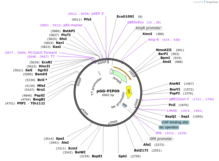 196747-plasmid-map-sequence-id-395304