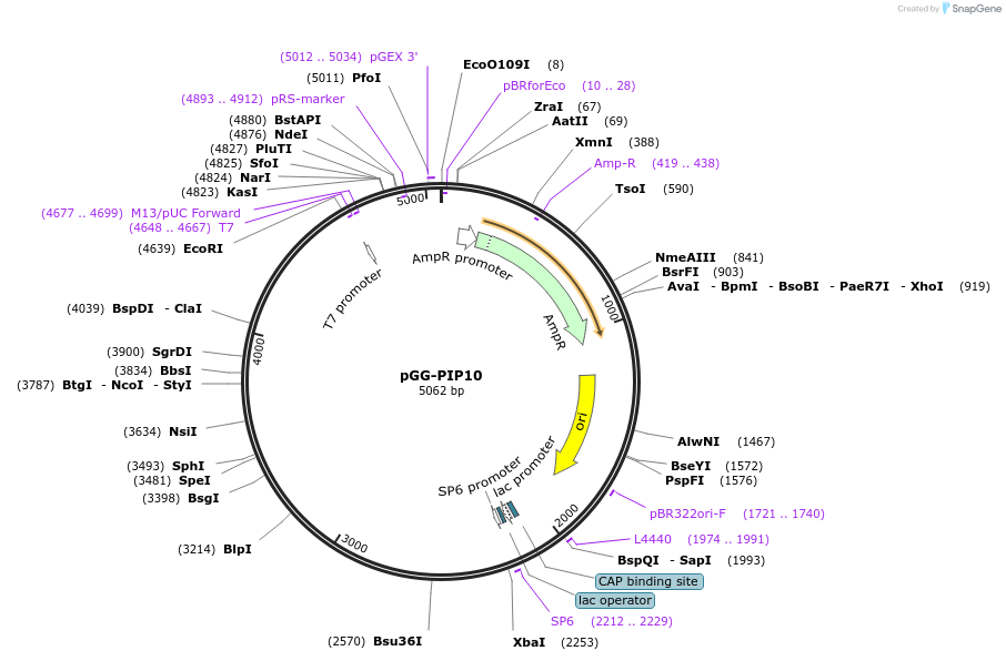 196748-plasmid-map-sequence-id-395308