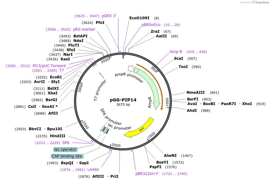 196752-plasmid-map-sequence-id-395313