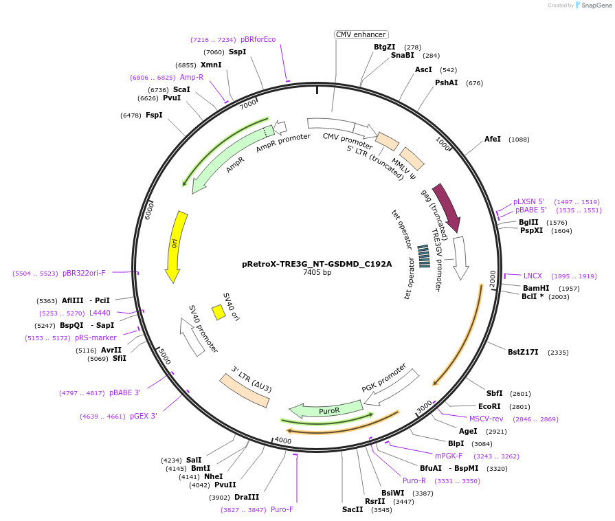 201172-plasmid-map-sequence-id-395326