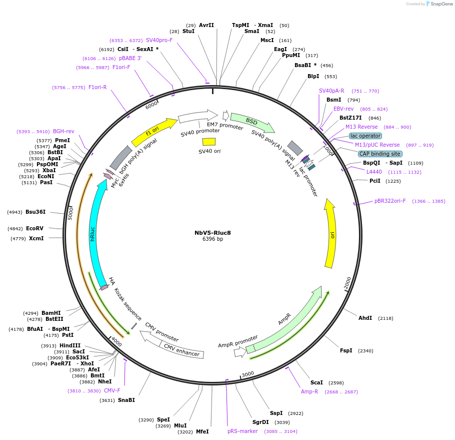 201480-plasmid-map-sequence-id-395328