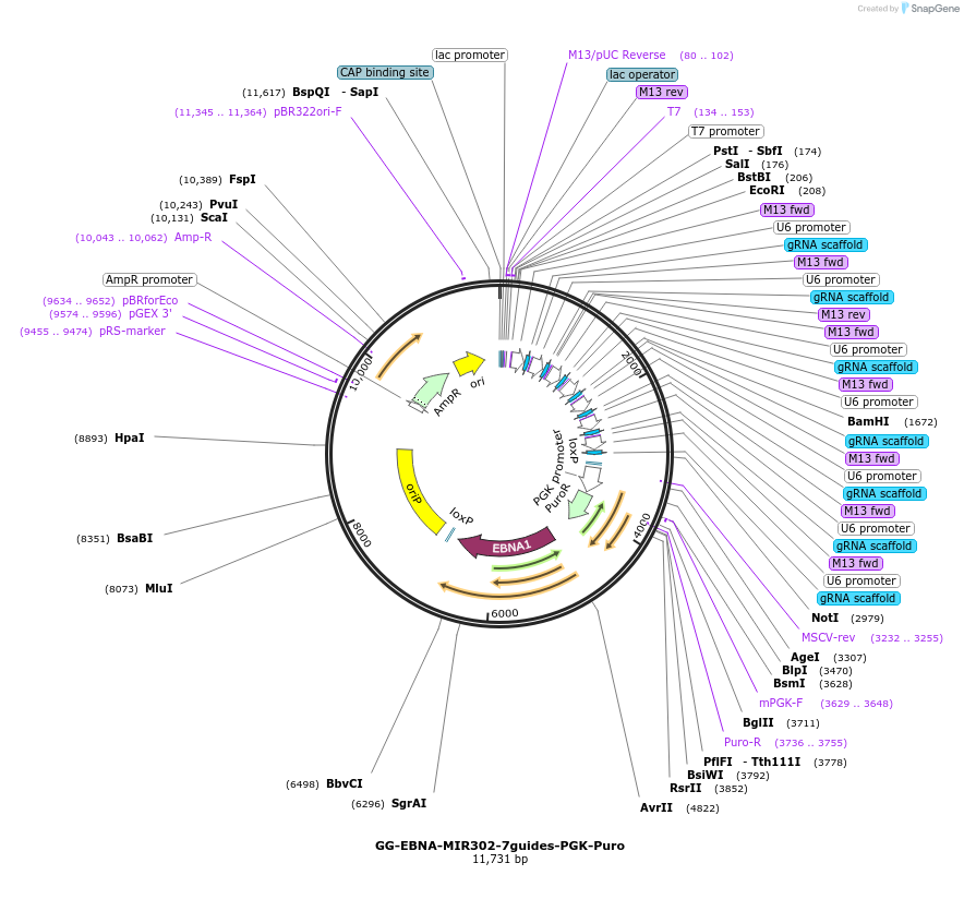 201960-plasmid-map-sequence-id-395329