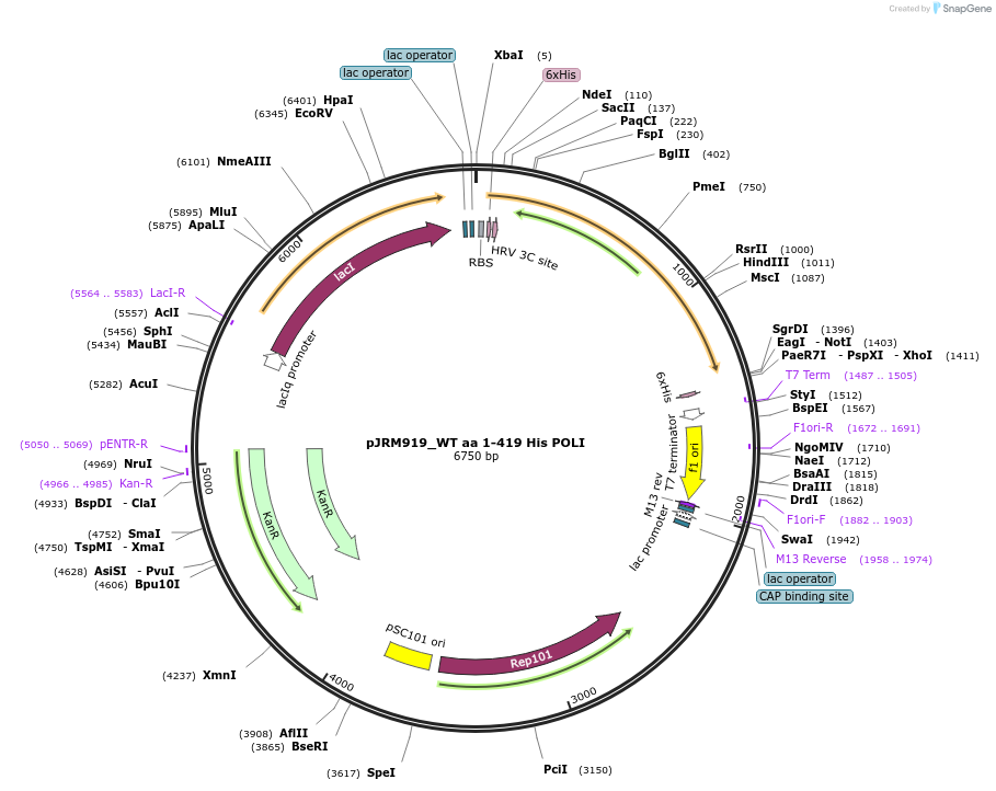 201445-plasmid-map-sequence-id-395334