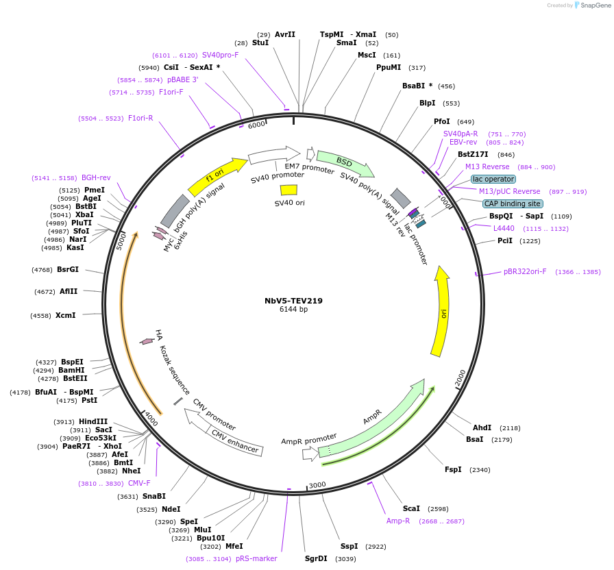 201481-plasmid-map-sequence-id-395335