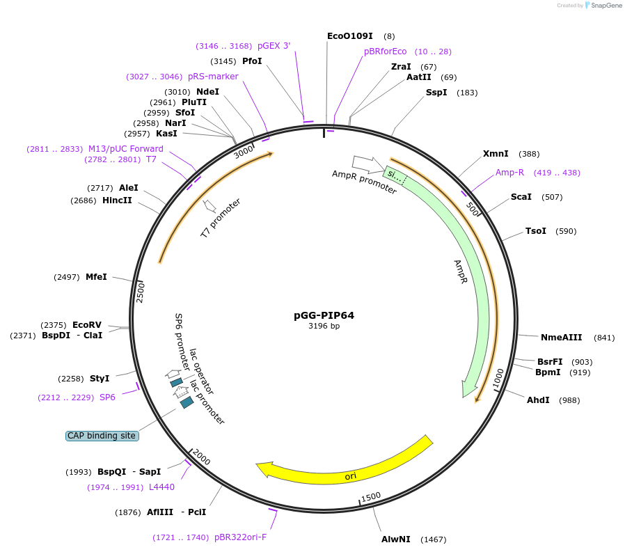 196802-plasmid-map-sequence-id-395340