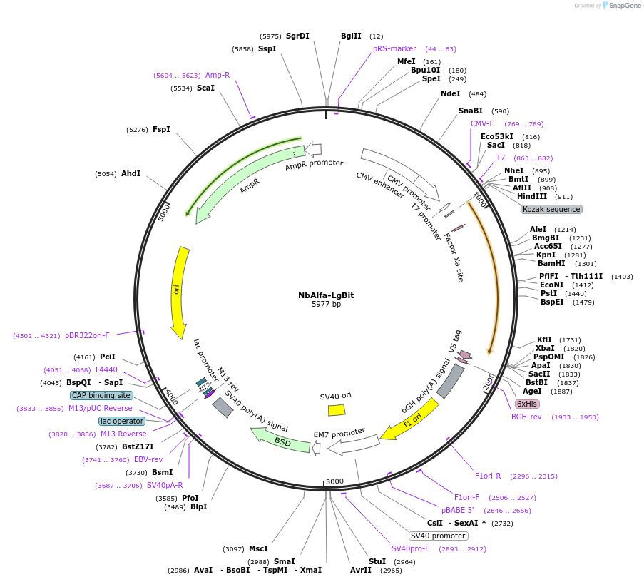 201483-plasmid-map-sequence-id-395342