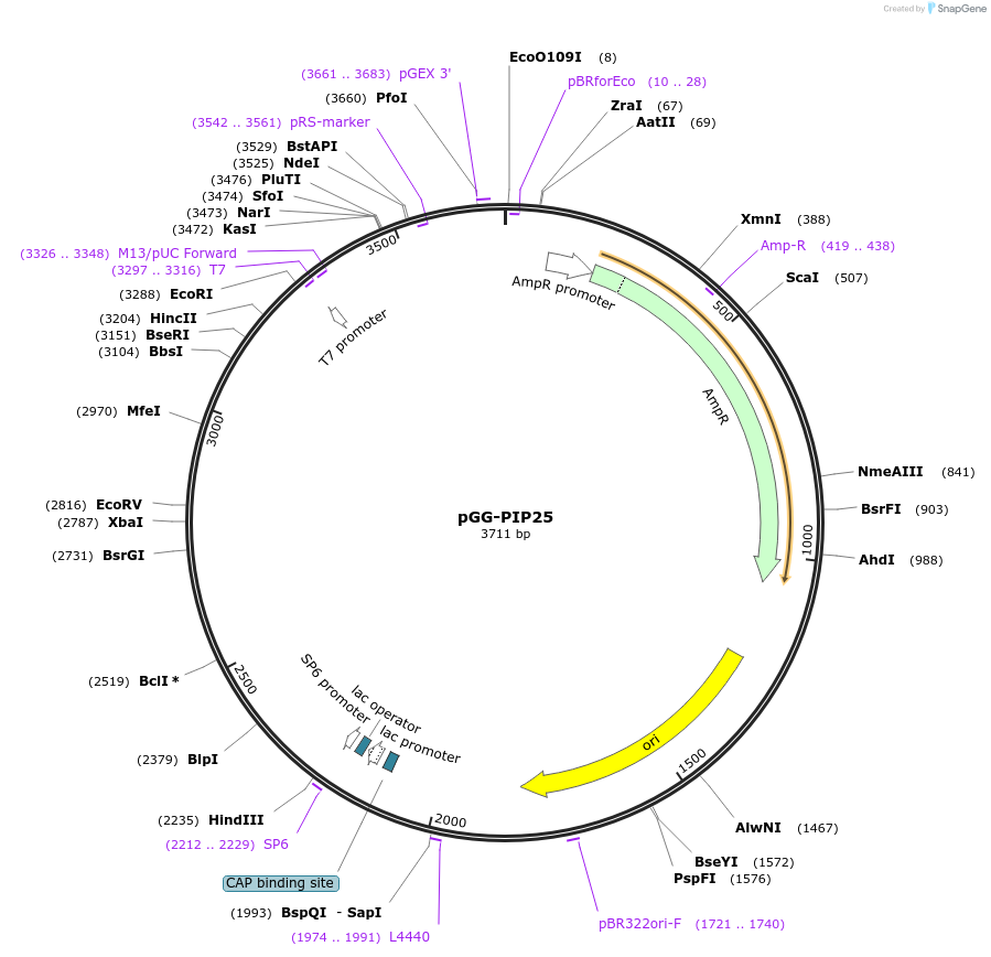 196763-plasmid-map-sequence-id-395343