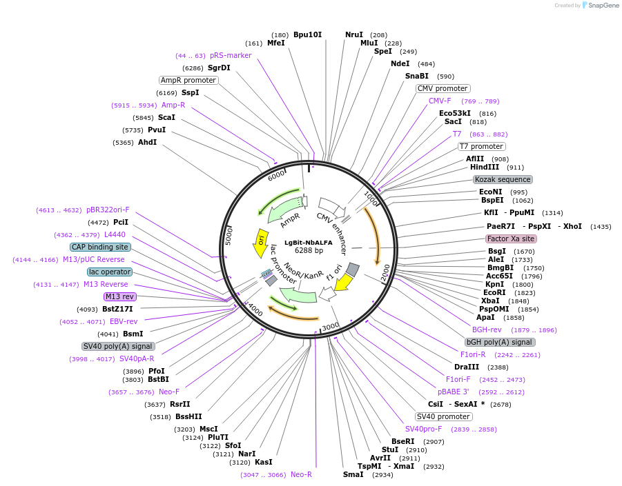 201484-plasmid-map-sequence-id-395347
