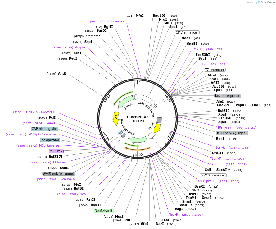 201490-plasmid-map-sequence-id-395363