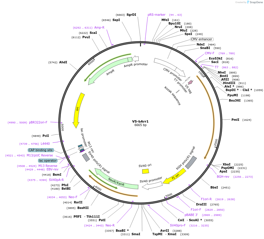 201491-plasmid-map-sequence-id-395364