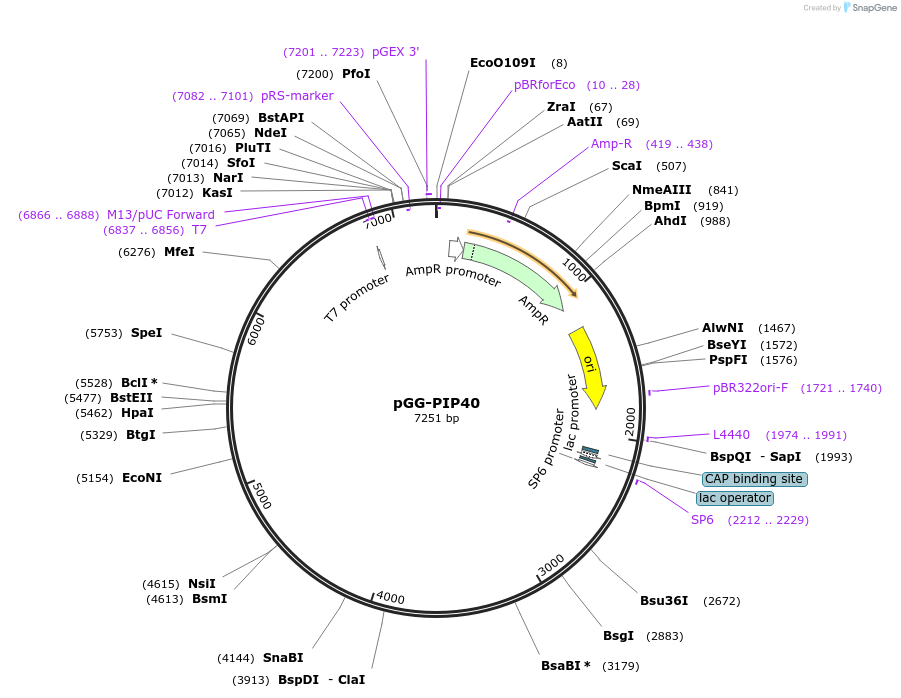 196778-plasmid-map-sequence-id-395365