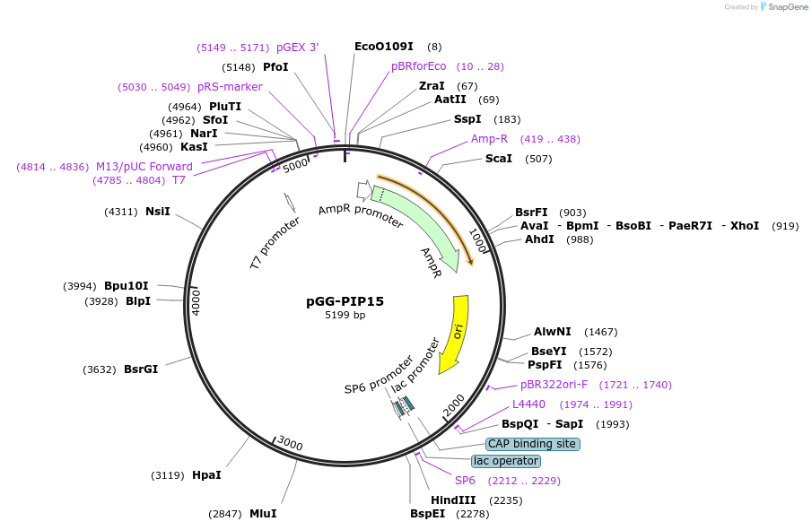 196753-plasmid-map-sequence-id-395366