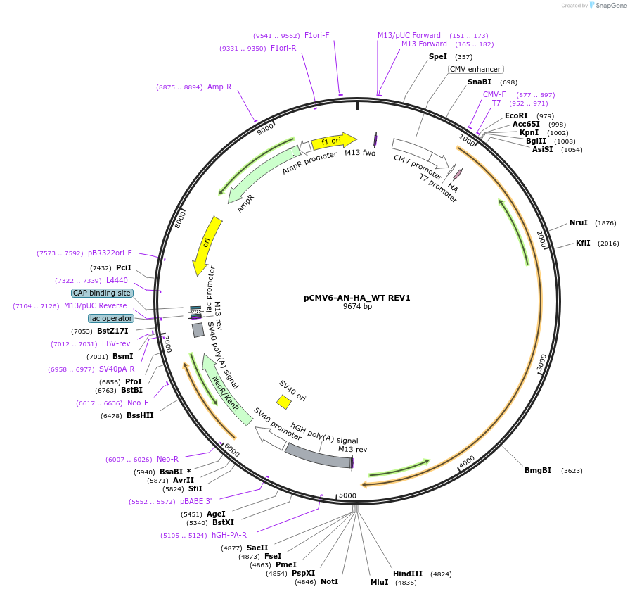 201586-plasmid-map-sequence-id-395370