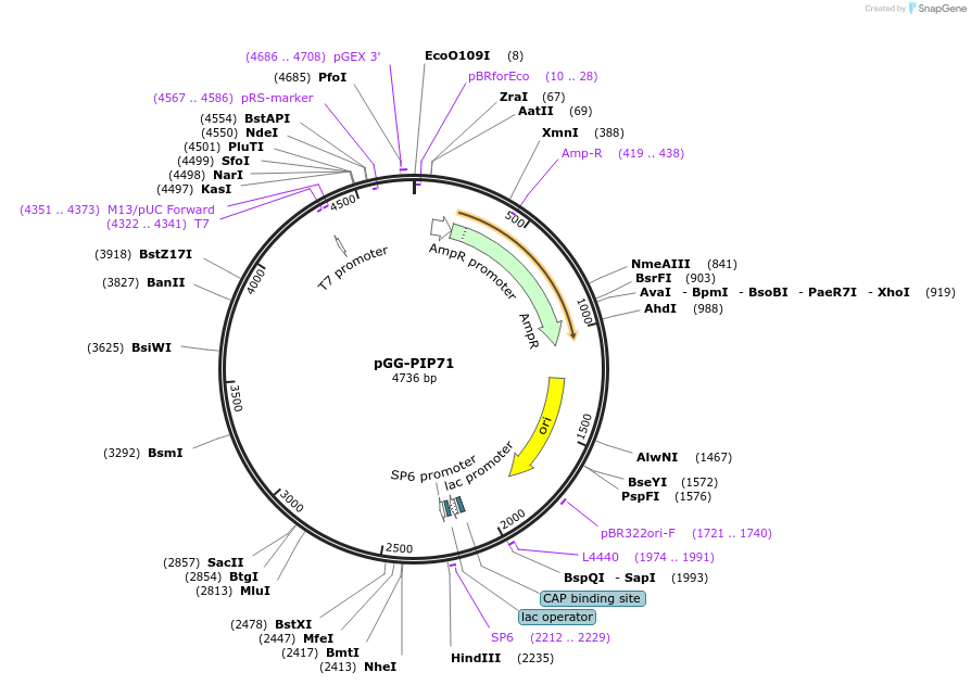 196809-plasmid-map-sequence-id-395372