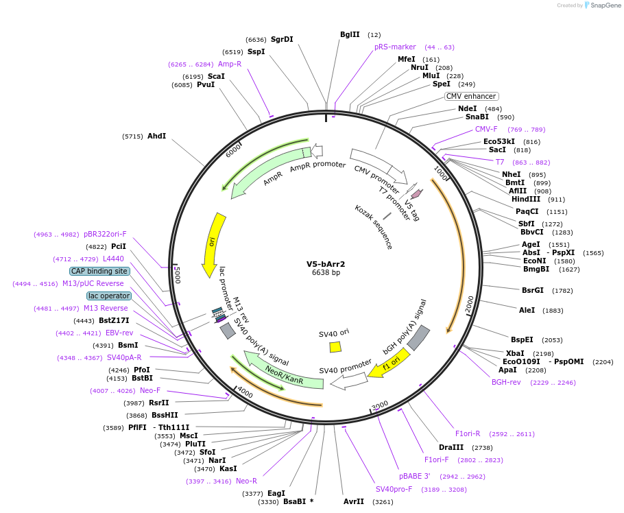 201493-plasmid-map-sequence-id-395377