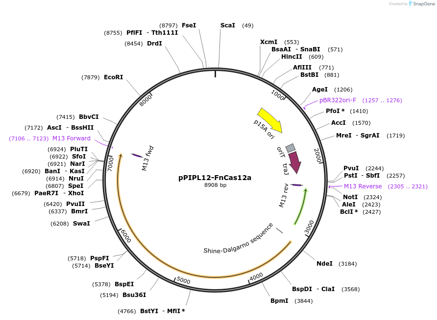 199563-plasmid-map-sequence-id-395378