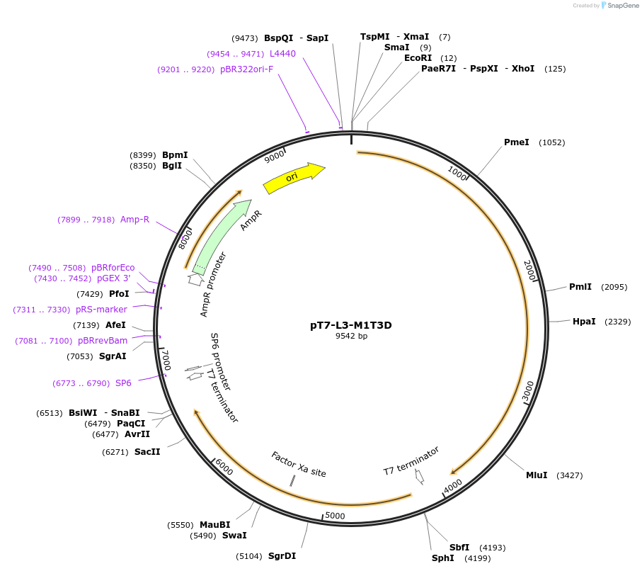 33301-plasmid-map-sequence-id-39538