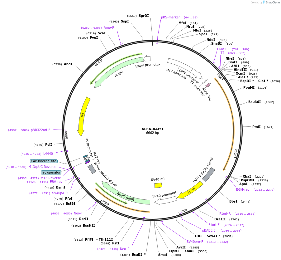 201495-plasmid-map-sequence-id-395380