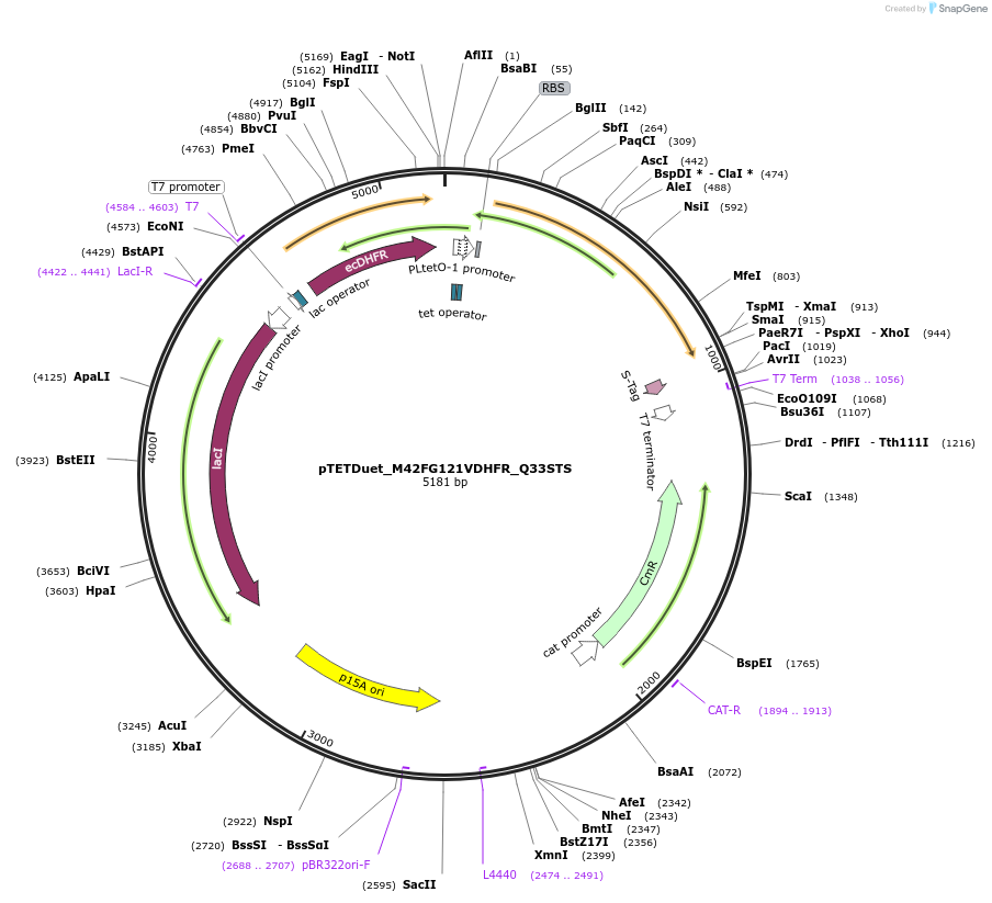 191292-plasmid-map-sequence-id-395385