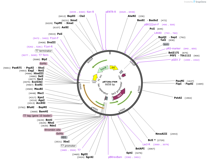 200971-plasmid-map-sequence-id-395410