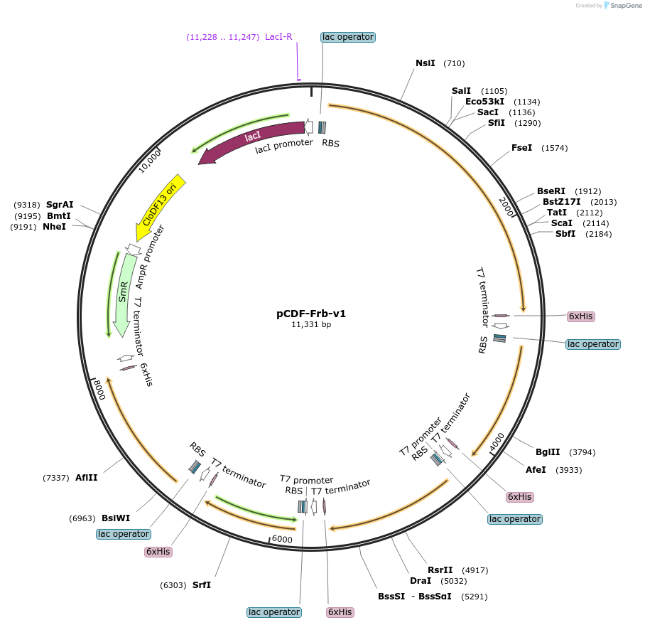 201923-plasmid-map-sequence-id-395412