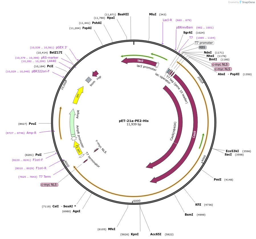 201973-plasmid-map-sequence-id-395414