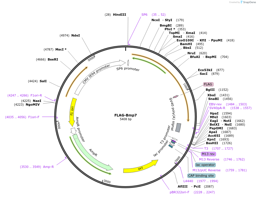 201909-plasmid-map-sequence-id-395422
