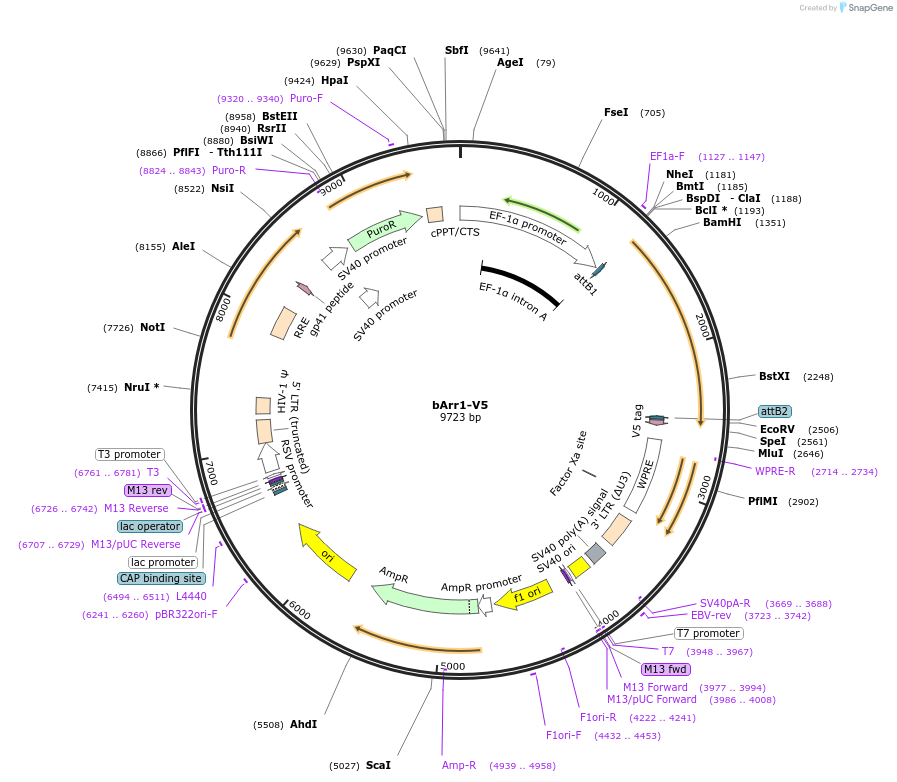 201492-plasmid-map-sequence-id-395423