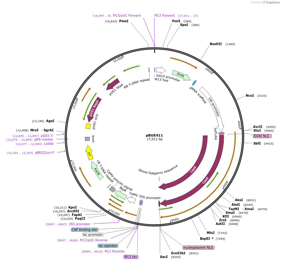 62200-plasmid-map-sequence-id-395472