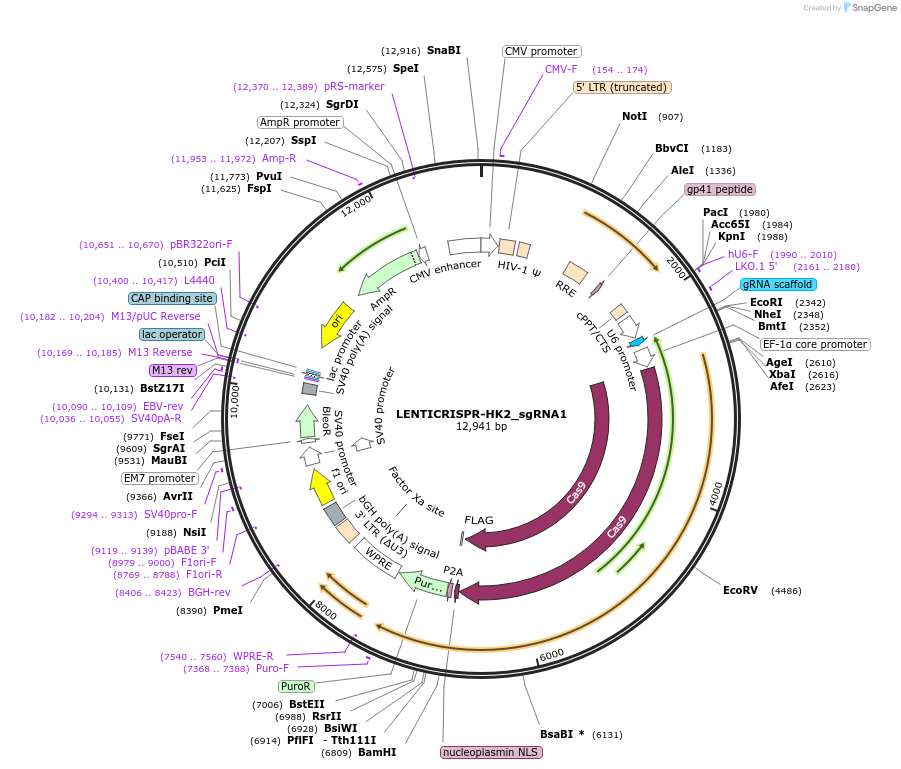 201596-plasmid-map-sequence-id-395501