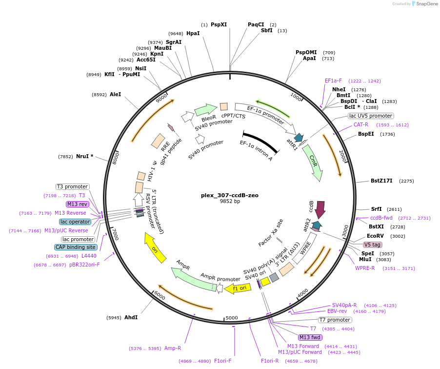 201142-plasmid-map-sequence-id-395508