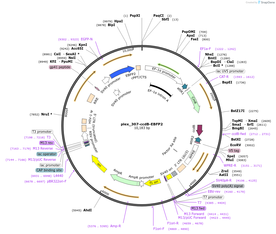 201137-plasmid-map-sequence-id-395509
