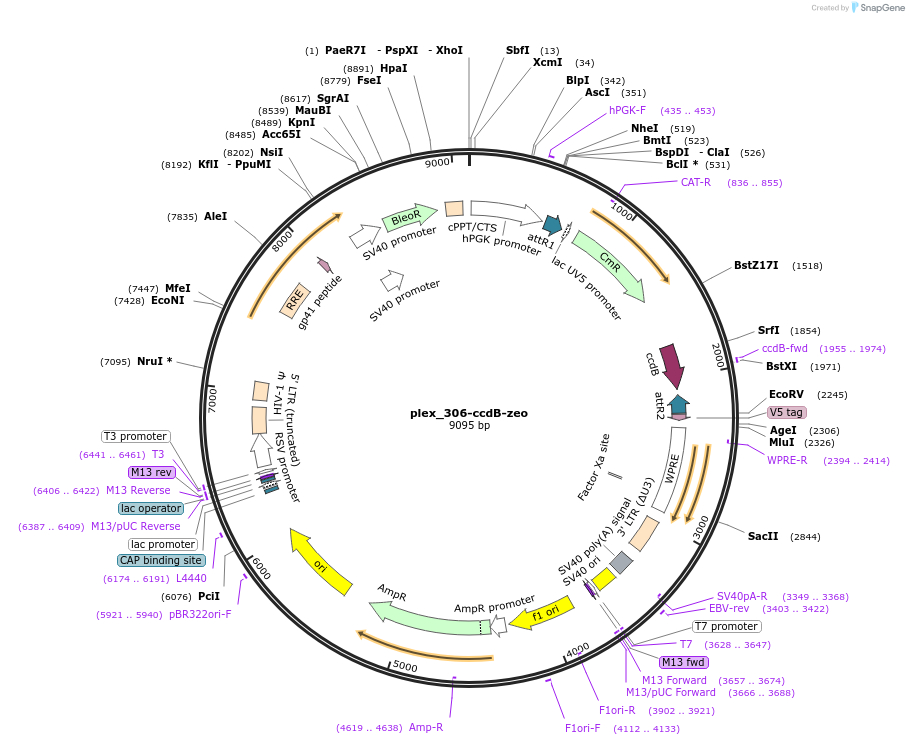201134-plasmid-map-sequence-id-395510