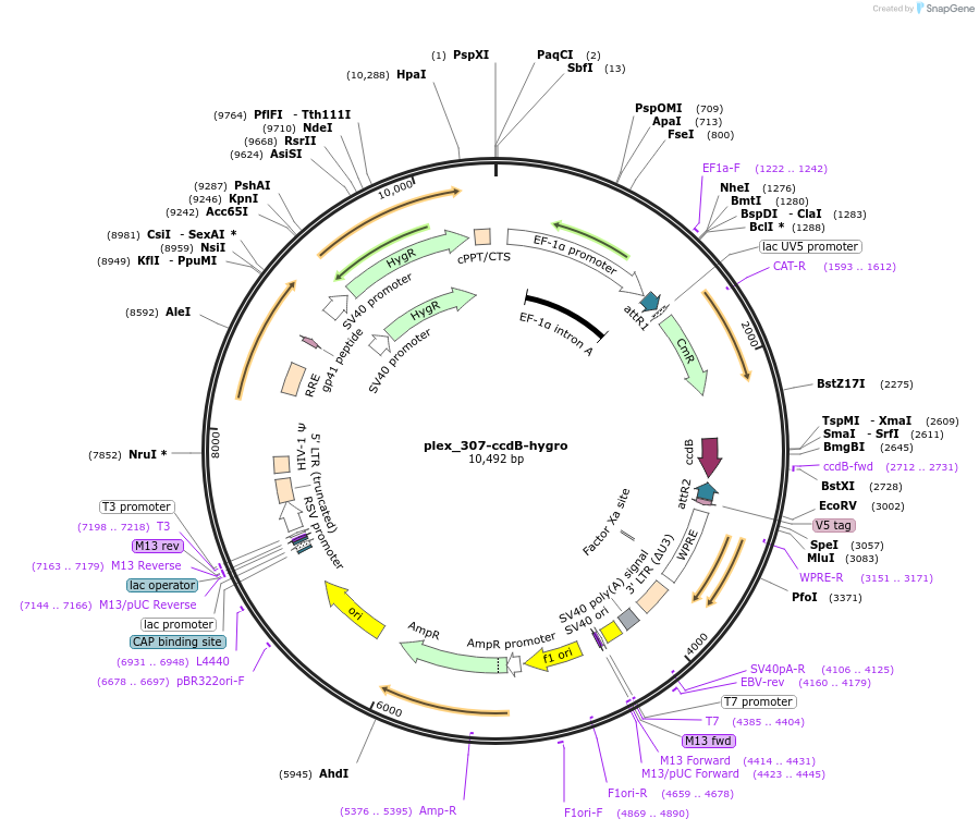 201143-plasmid-map-sequence-id-395511