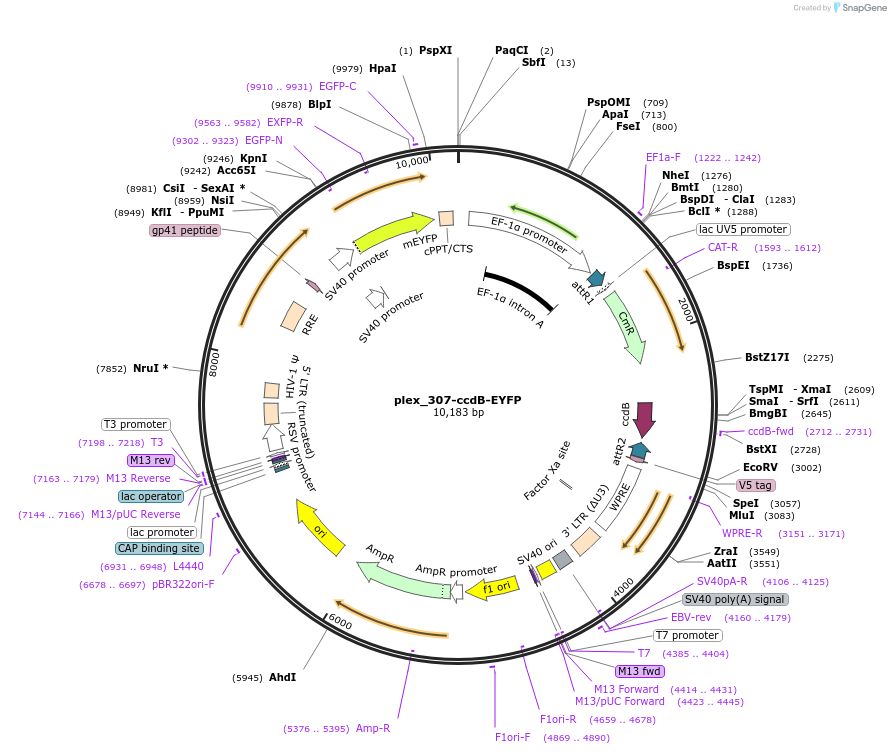 201146-plasmid-map-sequence-id-395512